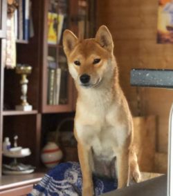 picture of dog