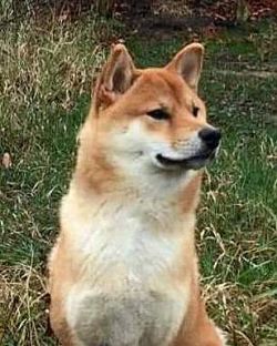 picture of dog