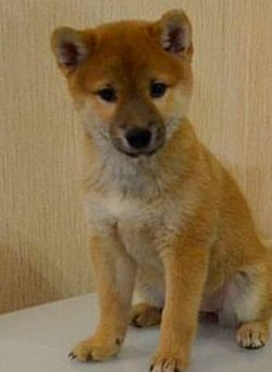 picture of dog
