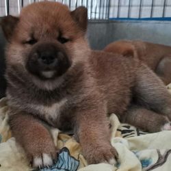 picture of dog
