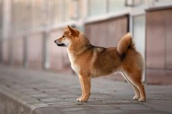 picture of dog