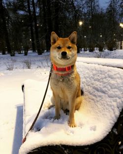 picture of dog
