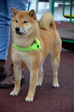 picture of dog