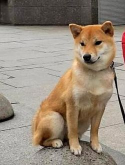 picture of dog