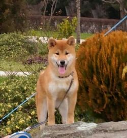 picture of dog