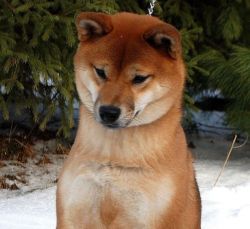 picture of dog
