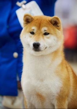 picture of dog