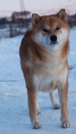 picture of dog