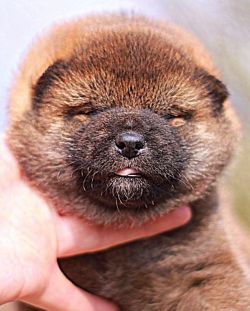 picture of dog