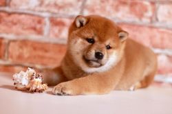 picture of dog