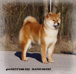 picture of dog