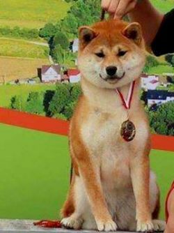 picture of dog