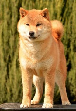 picture of dog