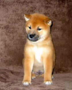 picture of dog