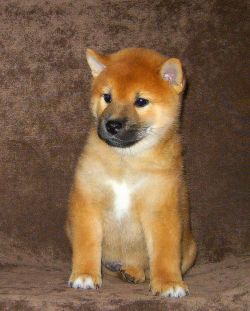 picture of dog
