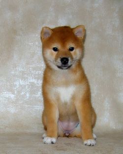 picture of dog