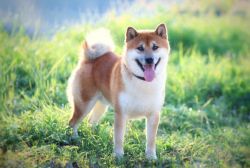 picture of dog