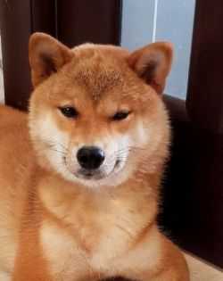 picture of dog