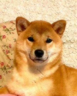 picture of dog