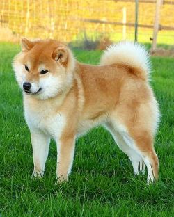 picture of dog