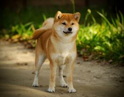 picture of dog