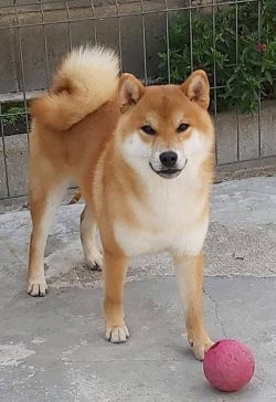 picture of dog