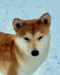 picture of dog