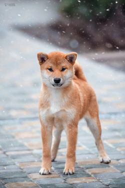picture of dog