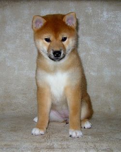 picture of dog