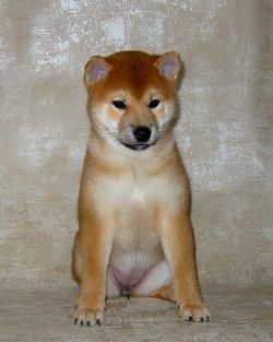 picture of dog
