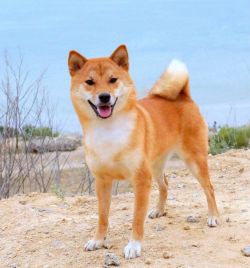 picture of dog