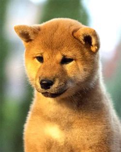 picture of dog