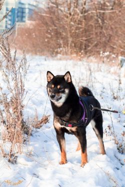 picture of dog