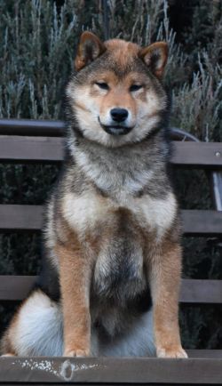 picture of dog