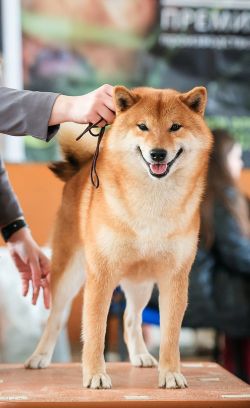 picture of dog