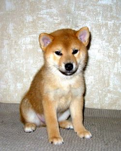 picture of dog