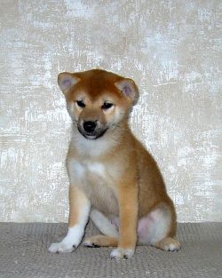picture of dog