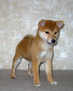 picture of dog