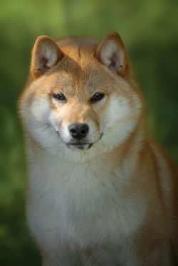 picture of dog