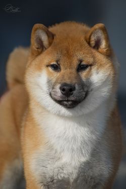 picture of dog