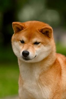 picture of dog