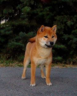 picture of dog