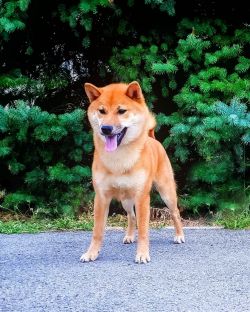 picture of dog