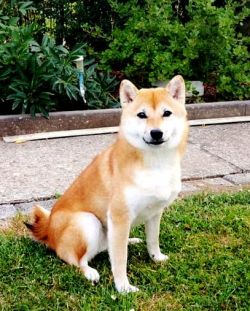 picture of dog