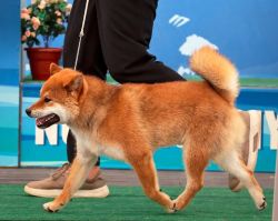 picture of dog