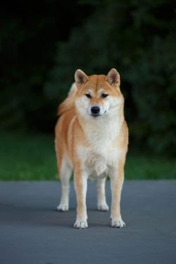 picture of dog