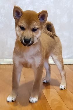 picture of dog