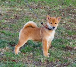 picture of dog