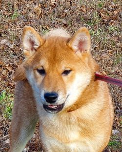 picture of dog