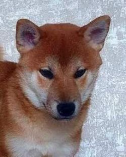 picture of dog